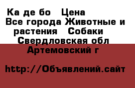 Ка де бо › Цена ­ 25 000 - Все города Животные и растения » Собаки   . Свердловская обл.,Артемовский г.